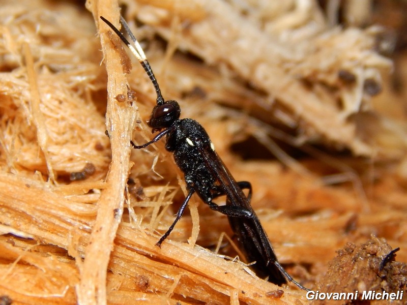 Sphecidae (?) in tronco marcescente No. Ichneumonidae